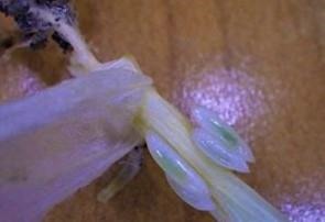 Hessian fly larvae along the stem of a wheat plant.  